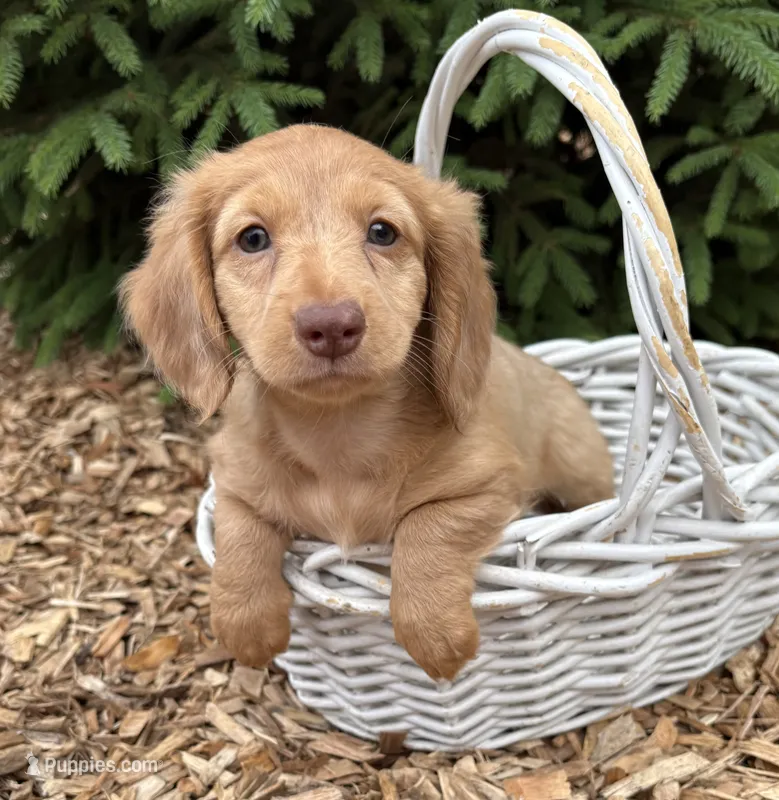 Rhea – Dachshund puppy for sale in Middlebury, IN
