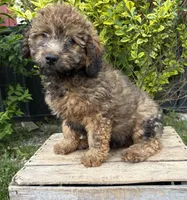 Dolly, a female Whoodle for sale in Middlebury, IN – 4 of 4