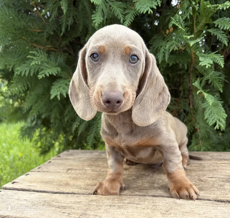 Briggs – Miniature Dachshund puppy for sale in Middlebury, IN