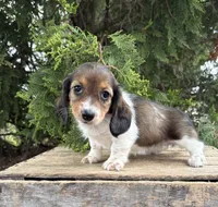 Molly , a female Dachshund for sale in Middlebury, IN – 3 of 5
