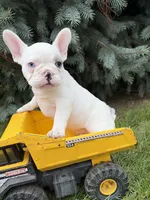Louie, a male French Bulldog for sale in Middlebury, IN – 2 of 4