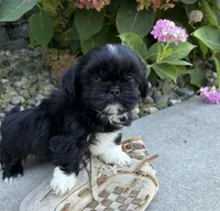 Kai, a male Shih Tzu for sale in Middlebury, IN – 6 of 6