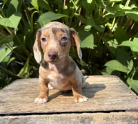 Finn, a male Dachshund for sale in Middlebury, IN – 3 of 5