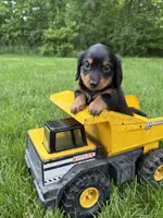 Rune, a male Dachshund for sale in Middlebury, IN – 4 of 4