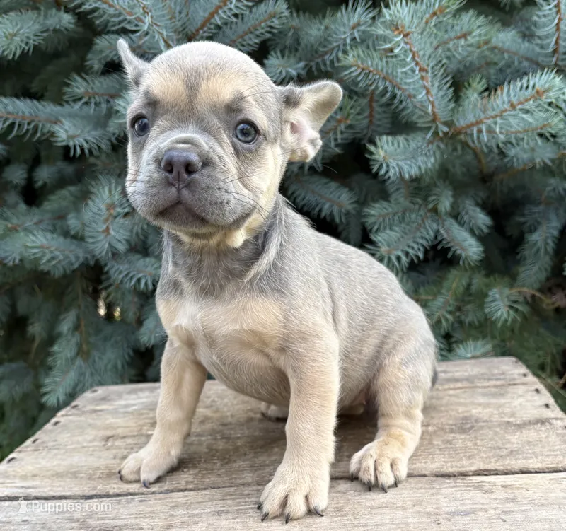 Dahlia – French Bulldog puppy for sale in Middlebury, IN