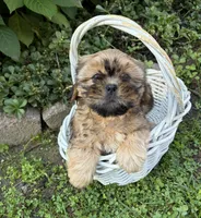 Carrli, a female Shih Tzu for sale in Middlebury, IN – 4 of 5