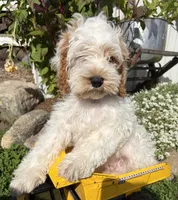 Jenson, a male Cockapoo for sale in Middlebury, IN – 3 of 5