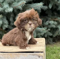 Lainey, a female Shih Tzu for sale in Middlebury, IN – 1 of 4