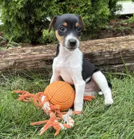 Stetson , a male Jack Russell Terrier and Rat Terrier for sale in Middlebury, IN – 4 of 4