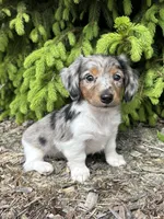 Elsa, a female Dachshund for sale in Middlebury, IN – 2 of 5