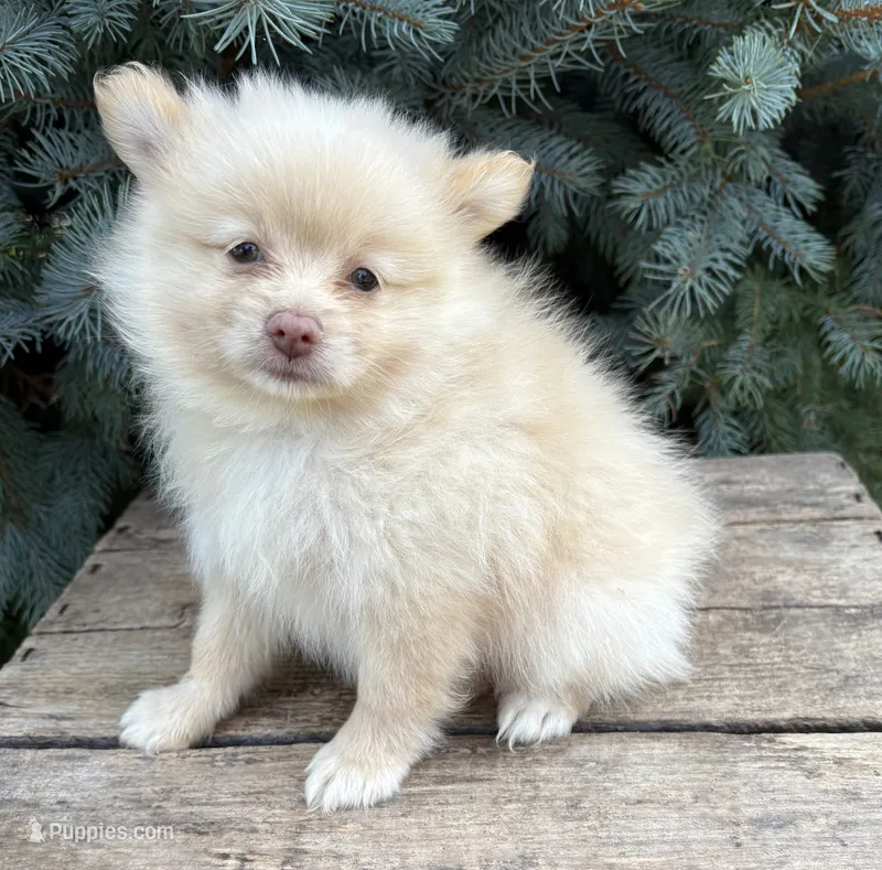 Piper – Pomeranian puppy for sale in Middlebury, IN