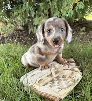 Cici, a female Dachshund for sale in Middlebury, IN – 3 of 5