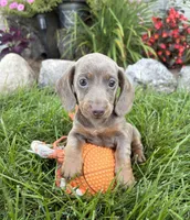 Briggs, a male Miniature Dachshund for sale in Middlebury, IN – 3 of 4