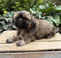 Cooper, a male Shih Tzu for sale in Middlebury, IN – 2 of 5