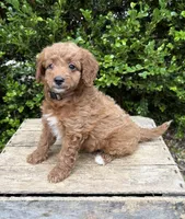 Avi, a female Miniature Goldendoodle for sale in Middlebury, IN – 3 of 4