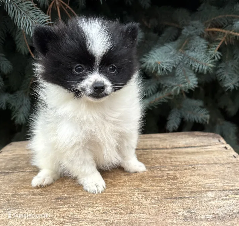 Fiona – Pomeranian puppy for sale in Middlebury, IN