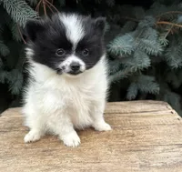 Fiona, a female Pomeranian for sale in Middlebury, IN – 1 of 4