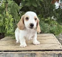 Murphy, a male Dachshund for sale in Middlebury, IN – 2 of 5
