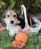 Rio, a male Yorkshire Terrier for sale in Middlebury, IN – 3 of 5