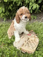 Tux, a male Cavapoo for sale in Middlebury, IN – 4 of 4