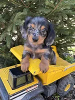Vaylor , a male Dachshund for sale in Middlebury, IN – Photo 2 of 4