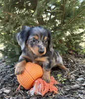 Vaylor , a male Dachshund for sale in Middlebury, IN – Photo 4 of 4
