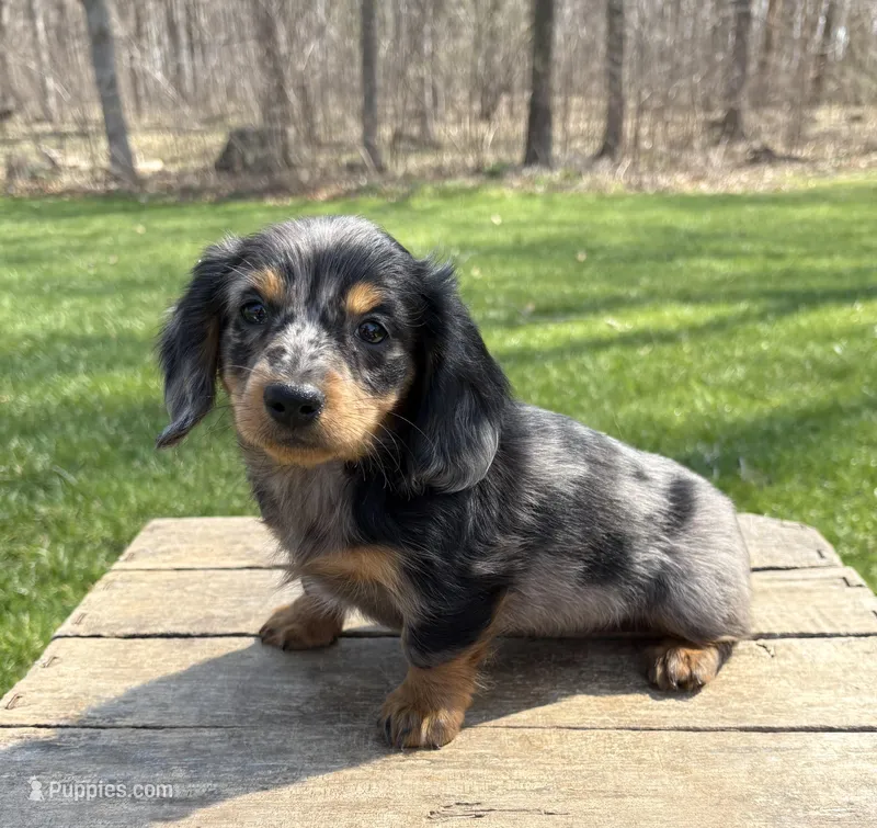 Vaylor  – Dachshund puppy for sale in Middlebury, IN