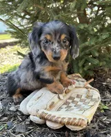 Vaylor , a male Dachshund for sale in Middlebury, IN – Photo 3 of 4
