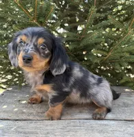 Vaylor , a male Dachshund for sale in Middlebury, IN – Photo 1 of 4