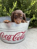 Leo, a male Miniature Dachshund for sale in Middlebury, IN – 3 of 4