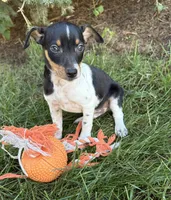 Ruger, a male Rat Terrier for sale in Middlebury, IN – 3 of 5