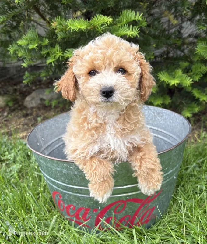 Jetta – Bichpoo puppy for sale in Middlebury, IN