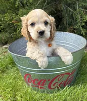 Jimmy, a male Cocker Spaniel for sale in Middlebury, IN – 3 of 4