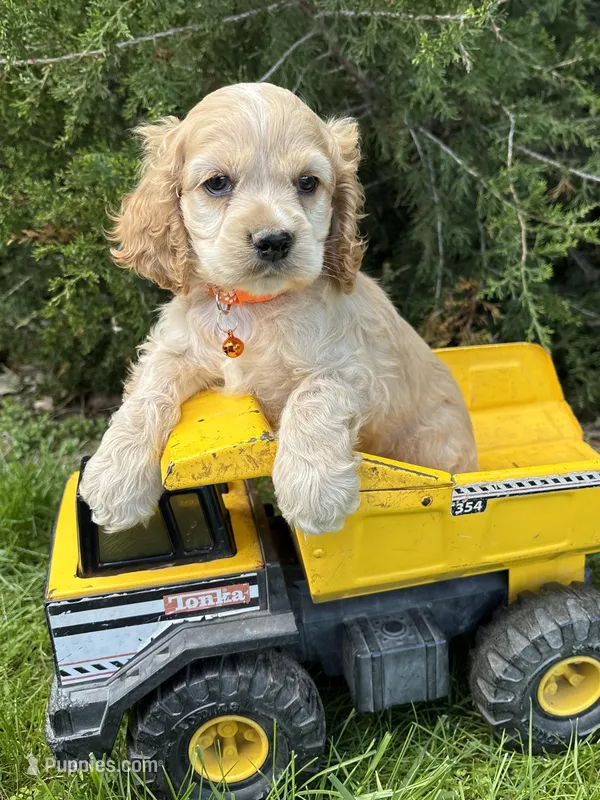 Jimmy – Cocker Spaniel puppy for sale in Middlebury, IN