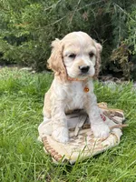 Jimmy, a male Cocker Spaniel for sale in Middlebury, IN – 4 of 4