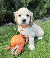 Jimmy, a male Cocker Spaniel for sale in Middlebury, IN – 2 of 4