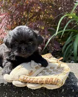 Lilah, a female Shih Tzu for sale in Middlebury, IN – 4 of 4