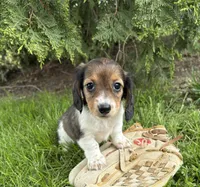 Molly , a female Dachshund for sale in Middlebury, IN – 5 of 5