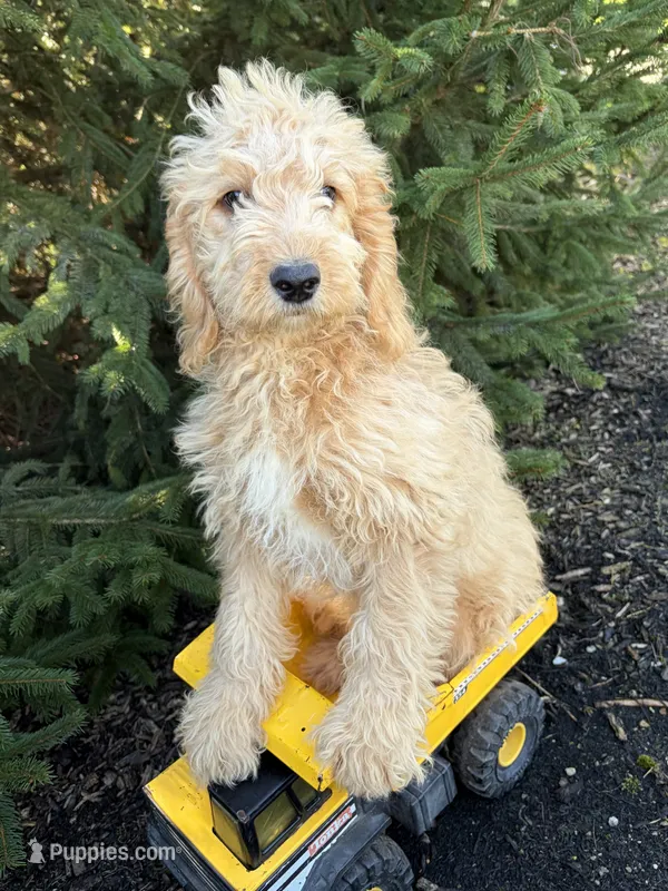 Presley – Miniature Goldendoodle puppy for sale in Middlebury, IN