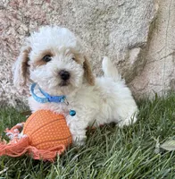 Arlo, a male Havapoo for sale in Middlebury, IN – 4 of 5