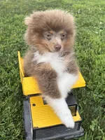 Felix , a male Pomeranian for sale in Middlebury, IN – 3 of 4