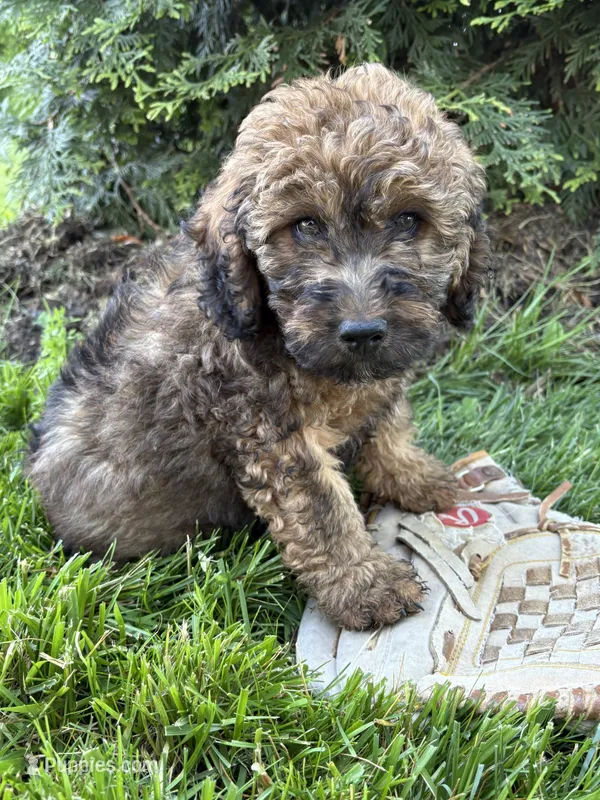 Dolly – Whoodle puppy for sale in Middlebury, IN