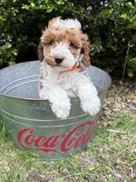 Alex, a male Miniature Goldendoodle for sale in Middlebury, IN – 3 of 4