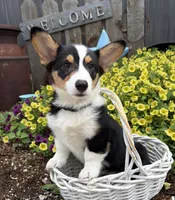 Nora, a female Pembroke Welsh Corgi for sale in Middlebury, IN – 3 of 4