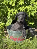 Teddy, a male Great Dane for sale in Middlebury, IN – 4 of 4