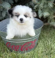 Pebbles , a female Pomeranian for sale in Middlebury, IN – 3 of 4