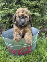 Daisy, a female Whoodle for sale in Middlebury, IN – 2 of 4