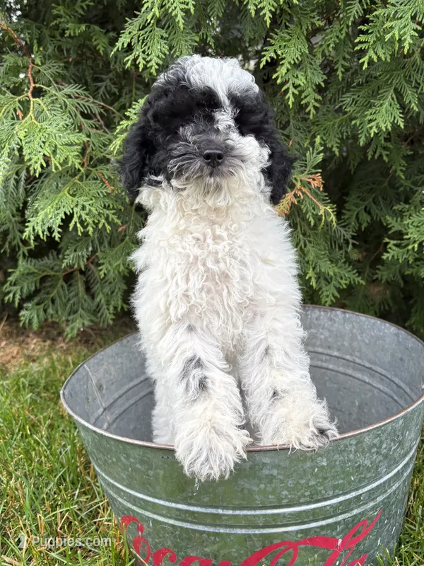 Poppy – Poodle - Miniature  puppy for sale in Middlebury, IN