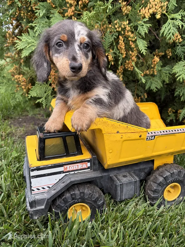 North  – Miniature Dachshund puppy for sale in Middlebury, IN
