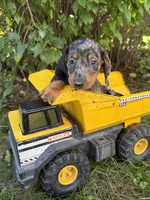 Theo, a male Dachshund for sale in Middlebury, IN – 5 of 5